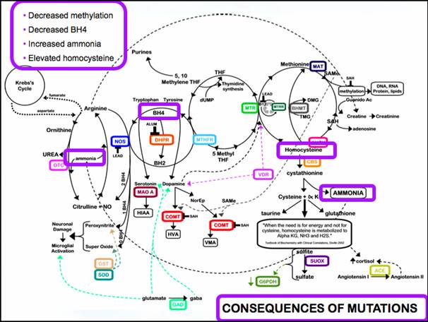 Yasko Methylation Chart