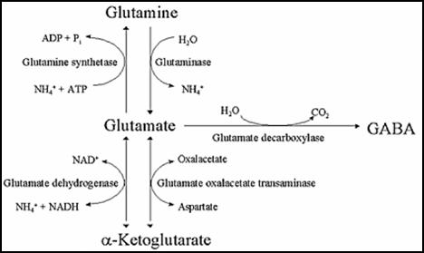 Yasko Methylation Chart