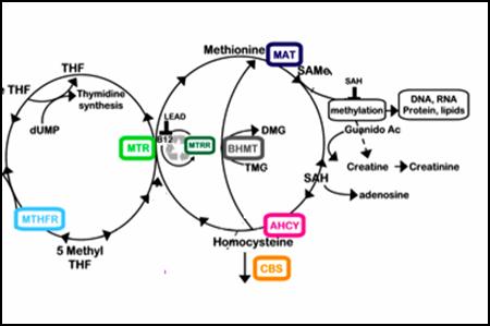 Yasko Methylation Chart