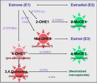 Estrogen Pathway Chart